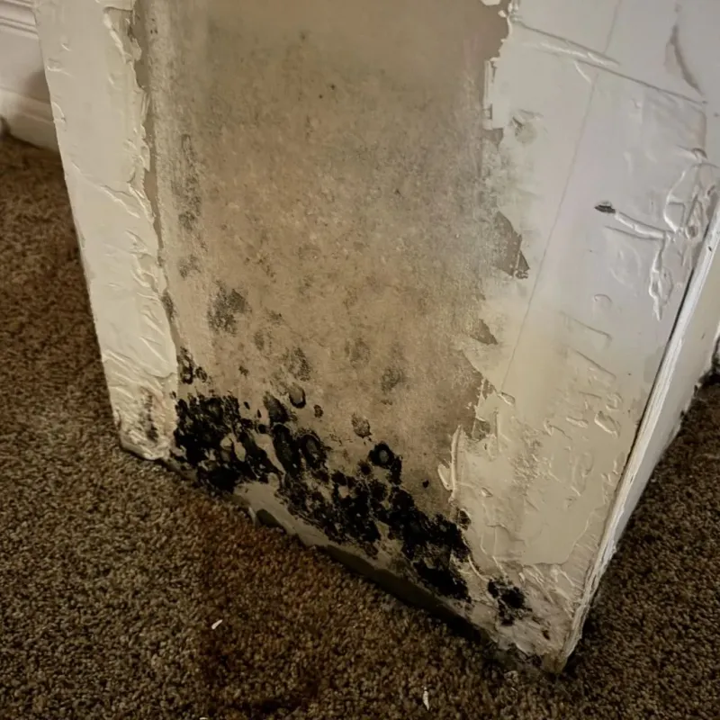 Professional Mold Removal in Vinton, VA